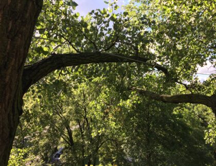 CableinCottonwood CableinCottonwood