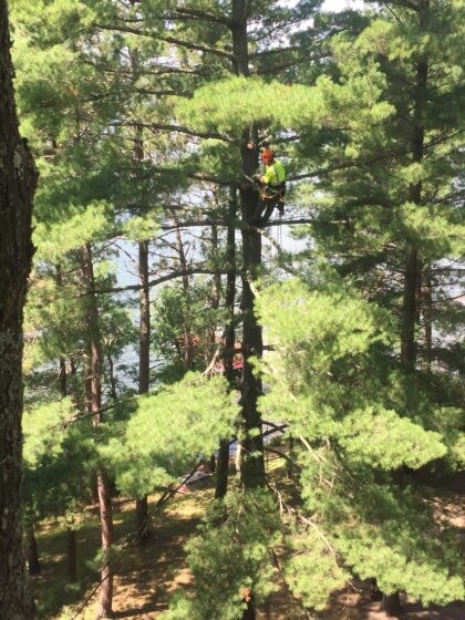 ClimberinPine ClimberinPine