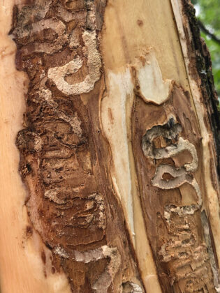 EAB_Closeup EAB_Closeup