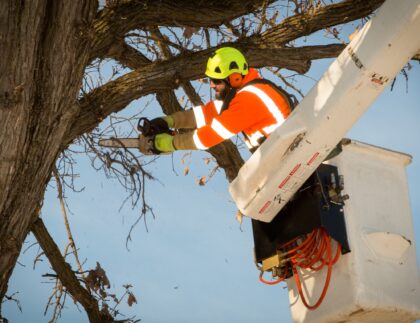 OppinBucketCutBranch OppinBucketCutBranch