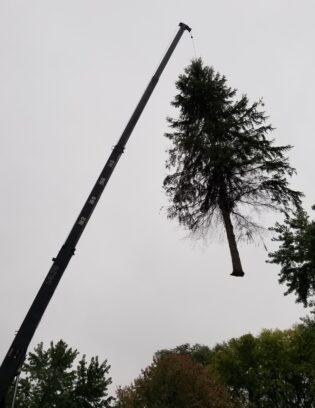 TreePick_Crane TreePick_Crane
